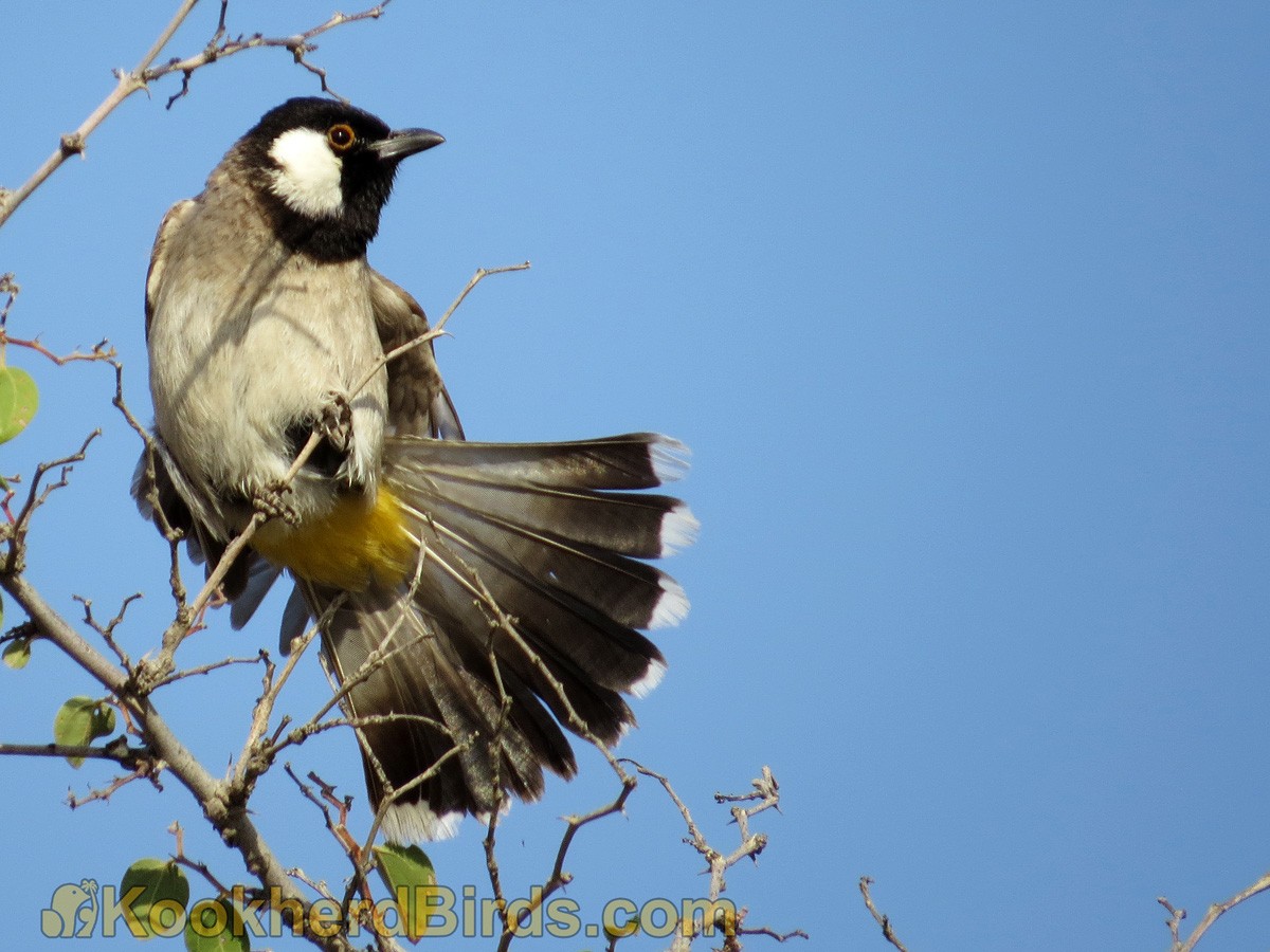 White-eared Bulbul - ML205105411