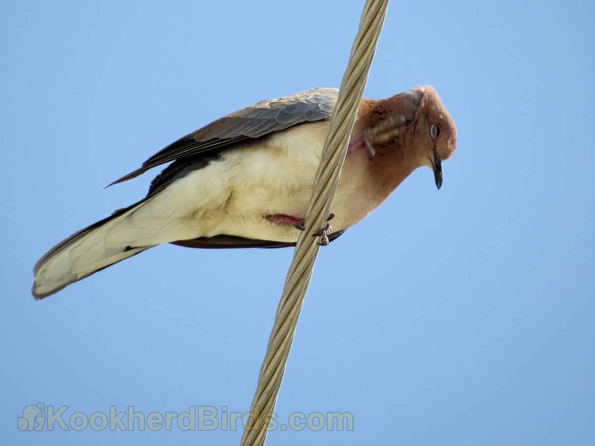 Laughing Dove - ML205105431