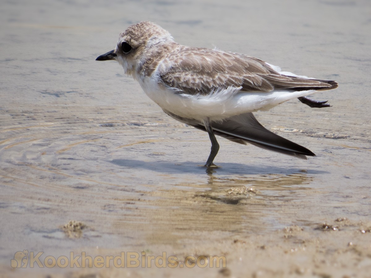 Kentish Plover - ML205105531