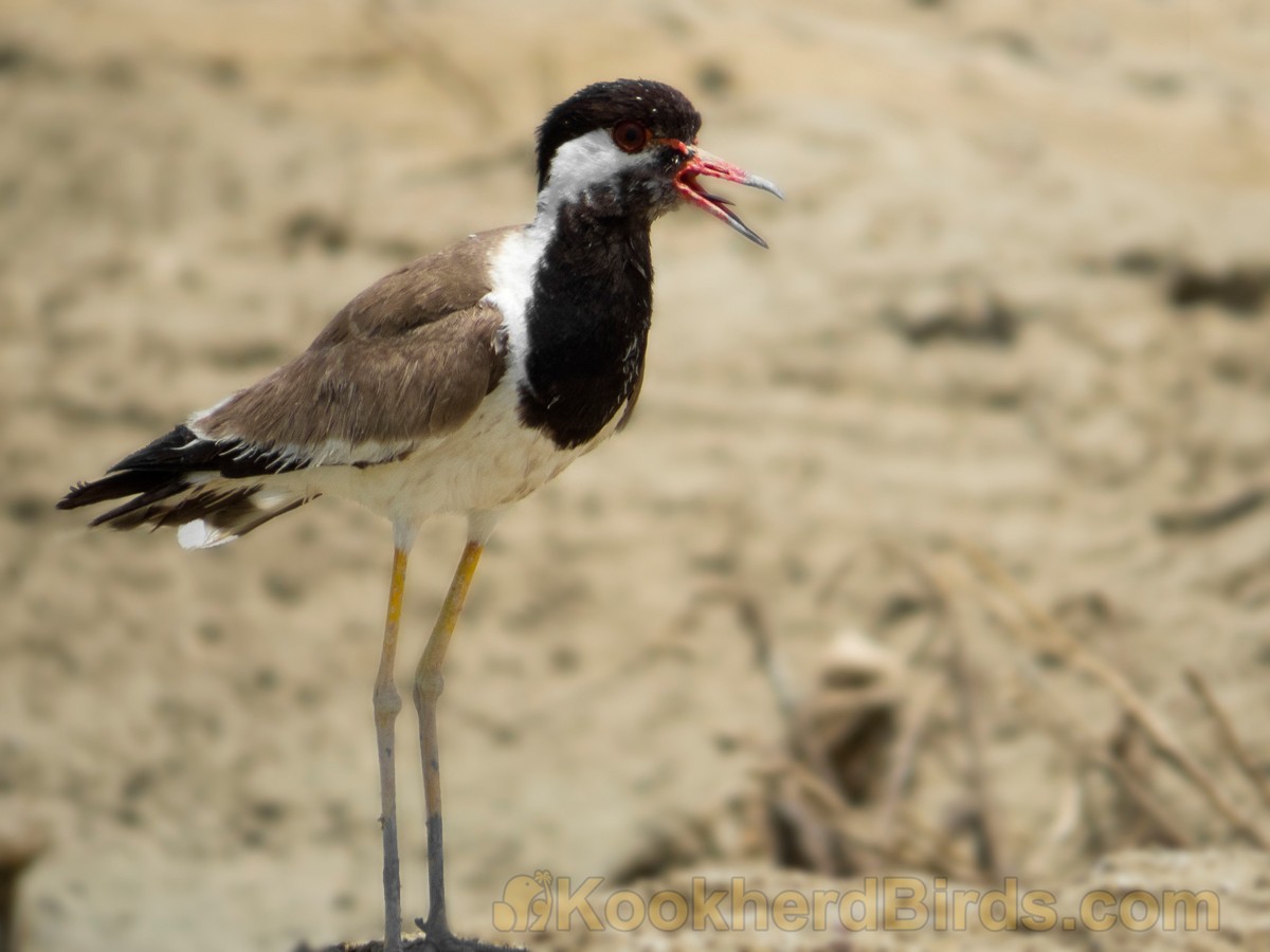 Red-wattled Lapwing - ML205105541