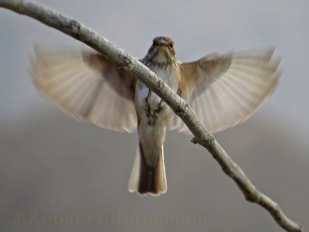 Spotted Flycatcher - ML205105671