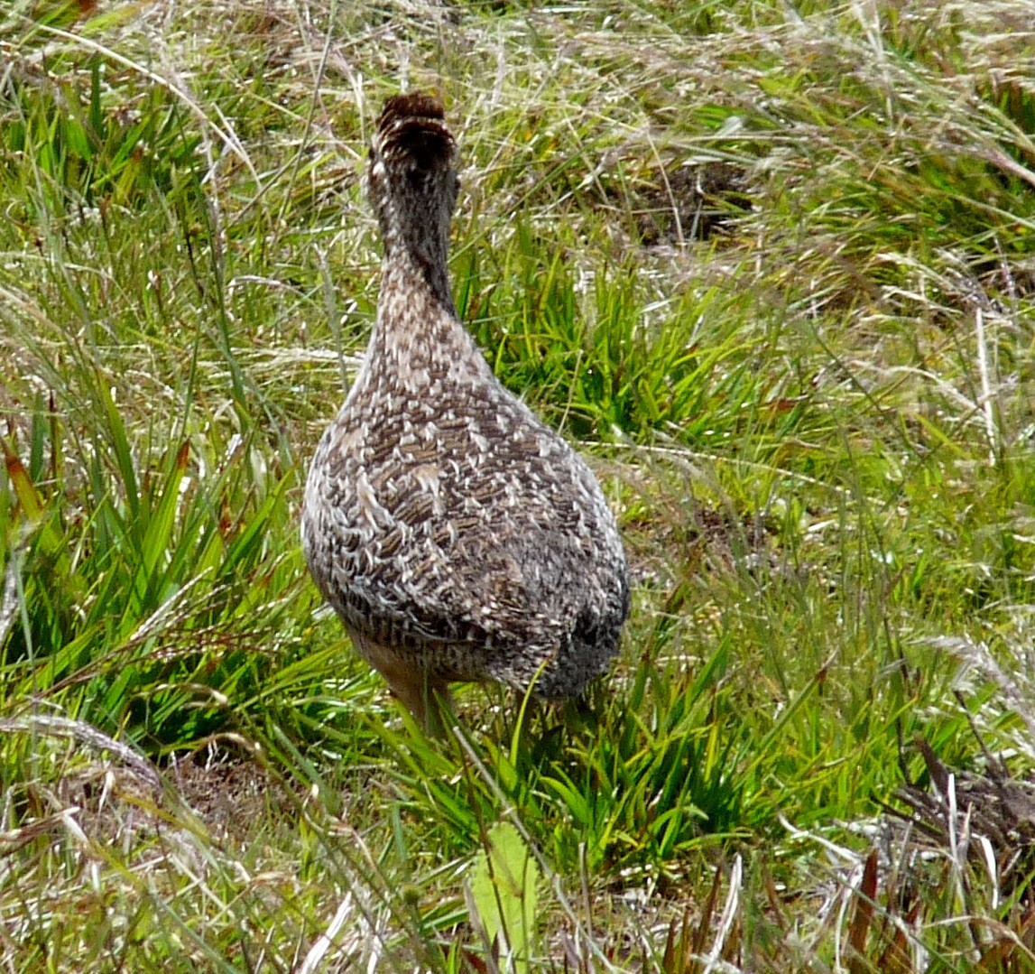 Chilean Tinamou - ML205105831