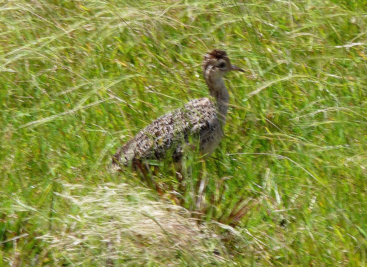 Chilean Tinamou - ML205105841