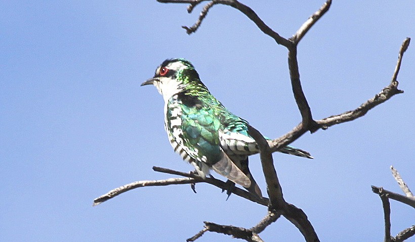 Dideric Cuckoo - Carmelo López Abad