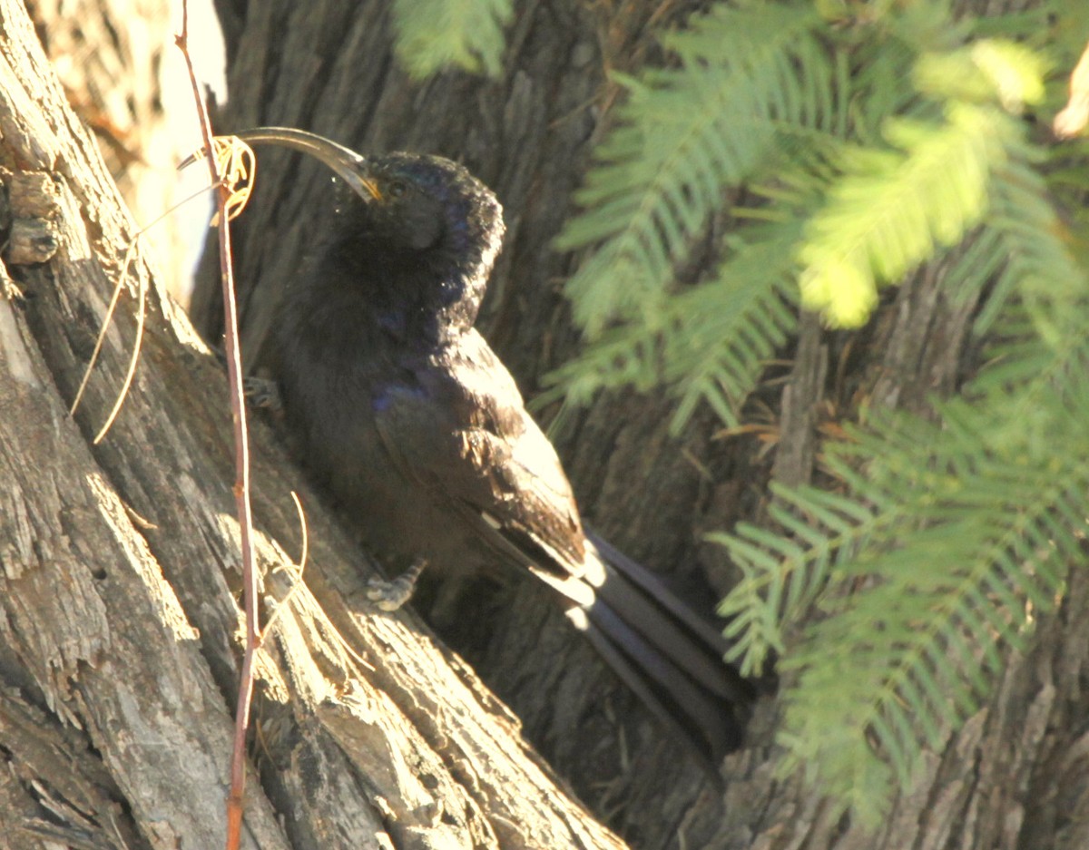 Common Scimitarbill - ML205106181