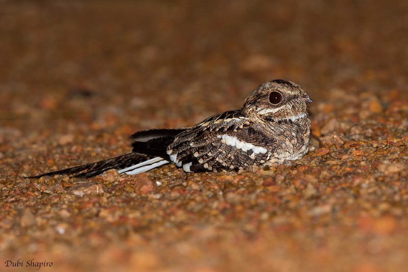 Long-tailed Nightjar - Dubi Shapiro