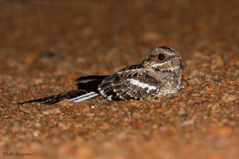 Long-tailed Nightjar - ML205106241