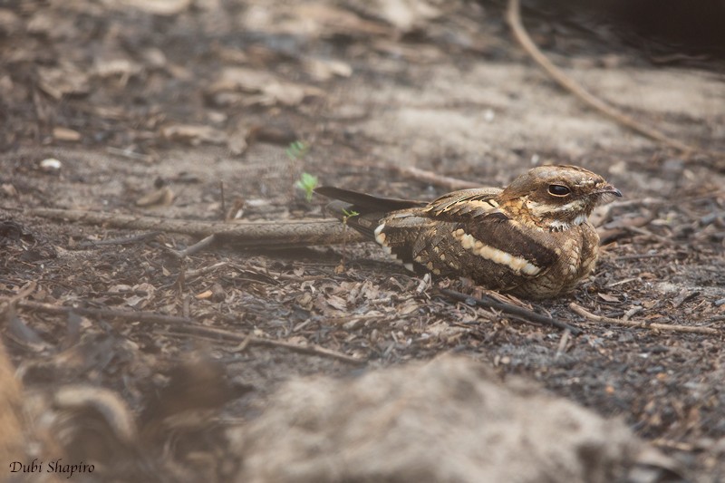 Long-tailed Nightjar - ML205106251