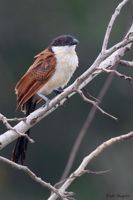 Senegal Coucal - ML205106271