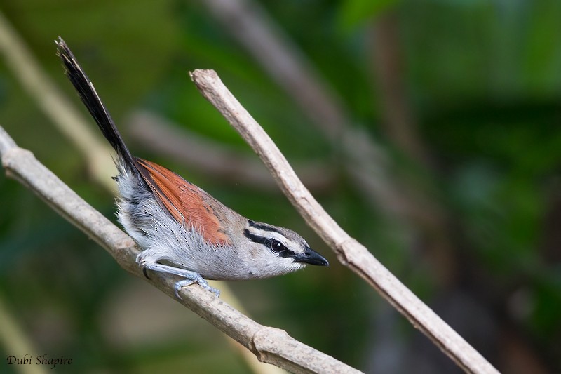 Brown-crowned Tchagra - ML205106491