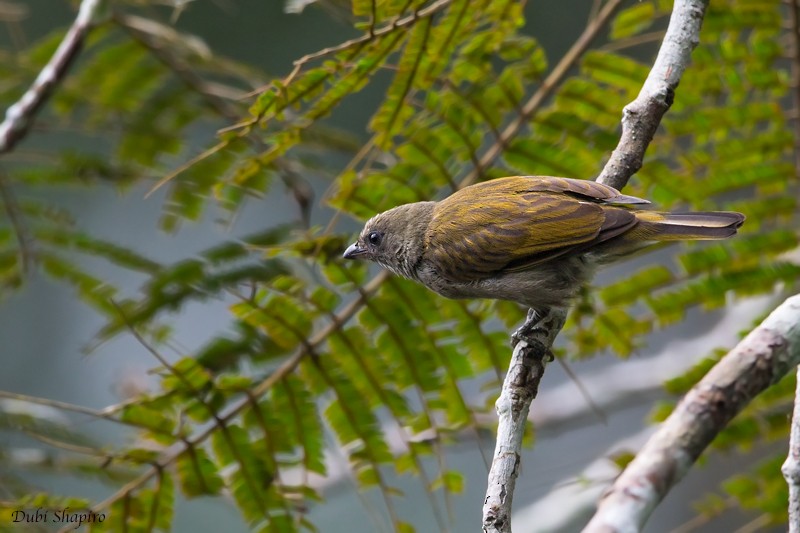 Willcocks's Honeyguide - Dubi Shapiro