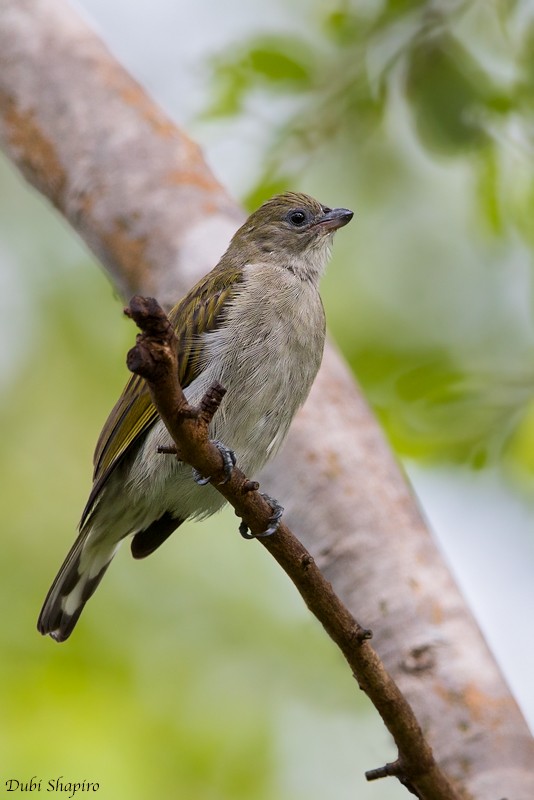 Lesser Honeyguide (Thick-billed) - ML205106571