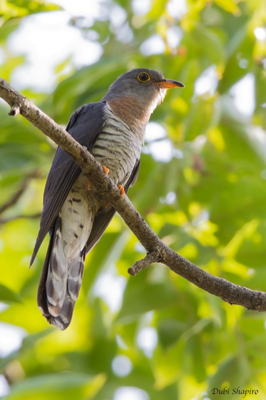 Red-chested Cuckoo - ML205106581
