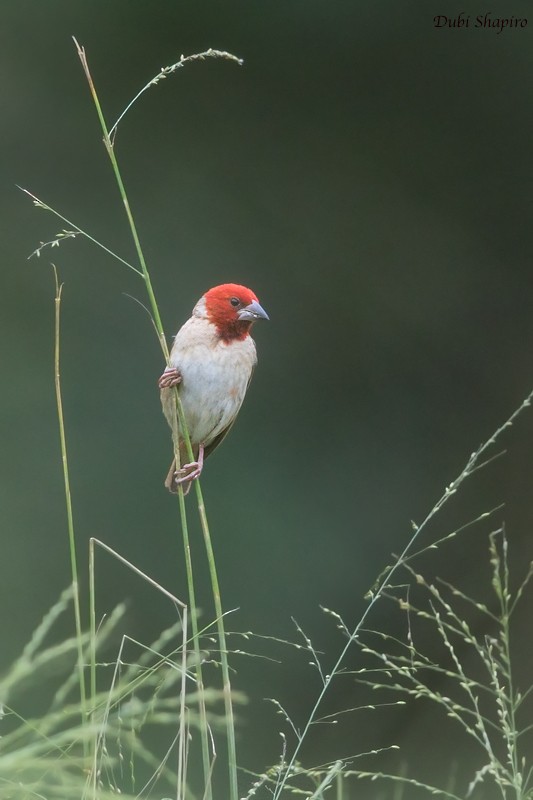 Red-headed Quelea - Dubi Shapiro