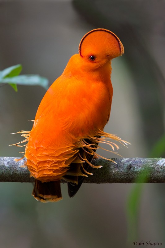 Guianan Cock-of-the-rock - ML205106791