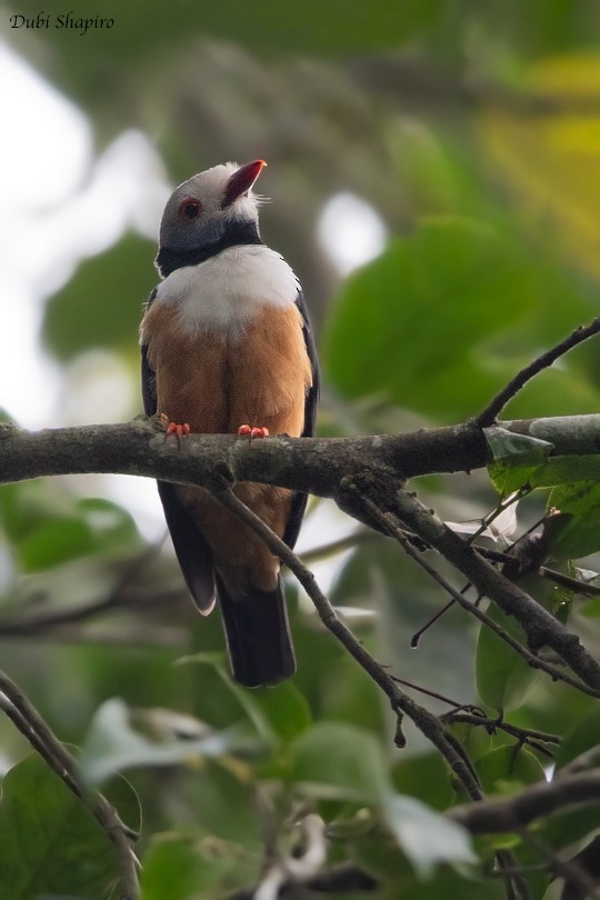 Rufous-bellied Helmetshrike - Dubi Shapiro