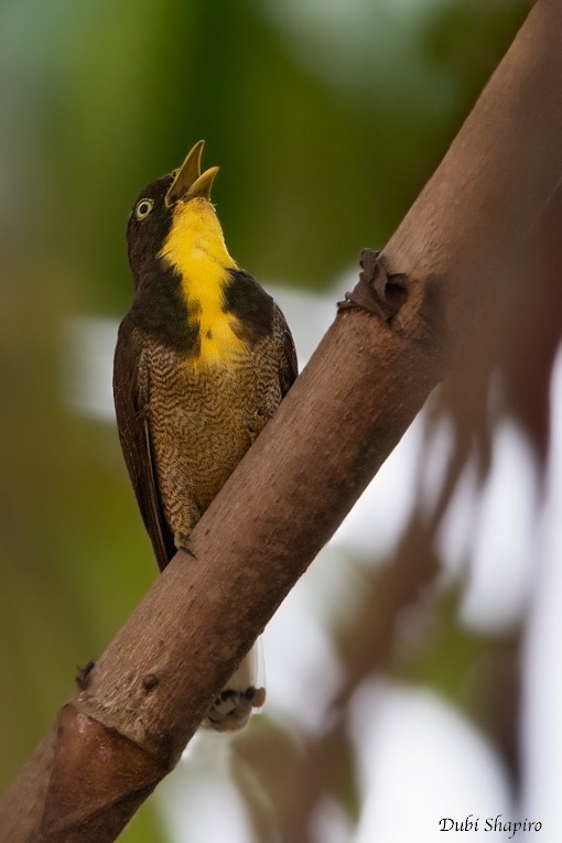 Yellow-throated Cuckoo - ML205106851