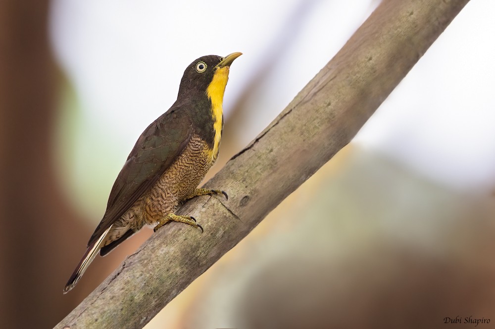 Yellow-throated Cuckoo - Dubi Shapiro