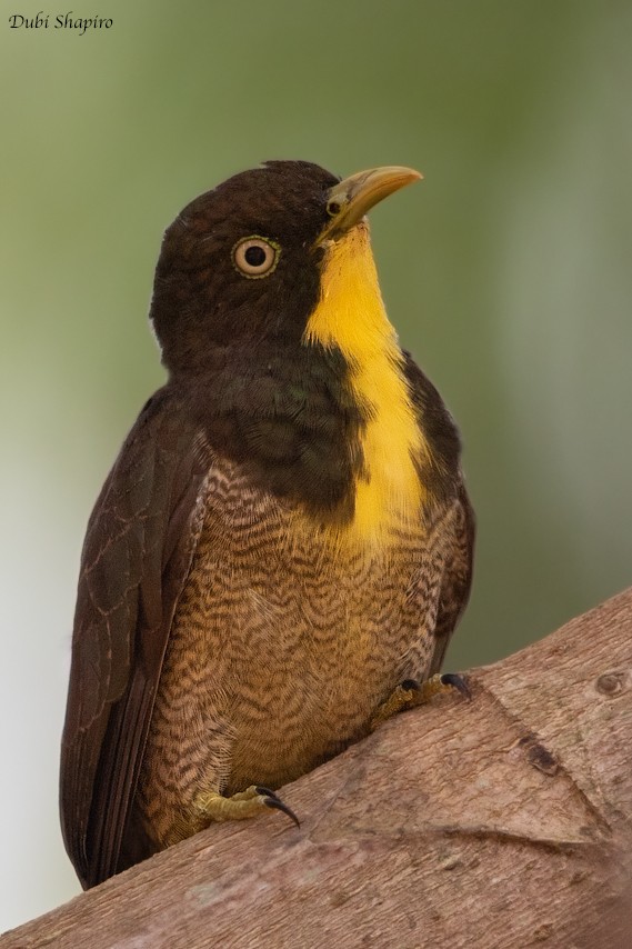 Yellow-throated Cuckoo - ML205106881