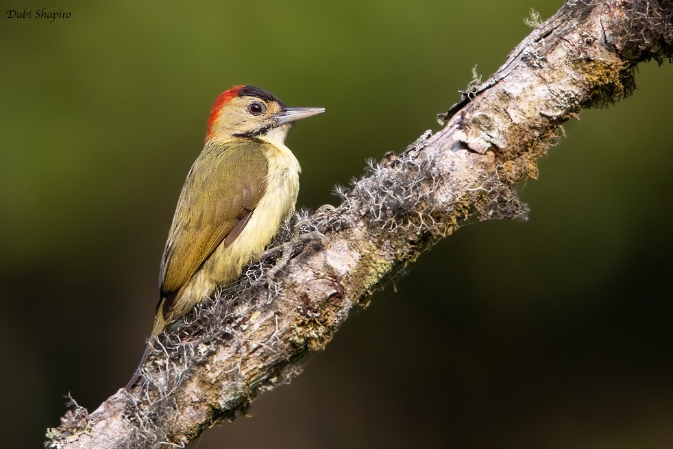 Elliot's Woodpecker (Johnston's) - Dubi Shapiro