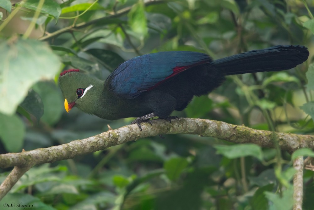 Yellow-billed Turaco (Verreaux's) - Dubi Shapiro