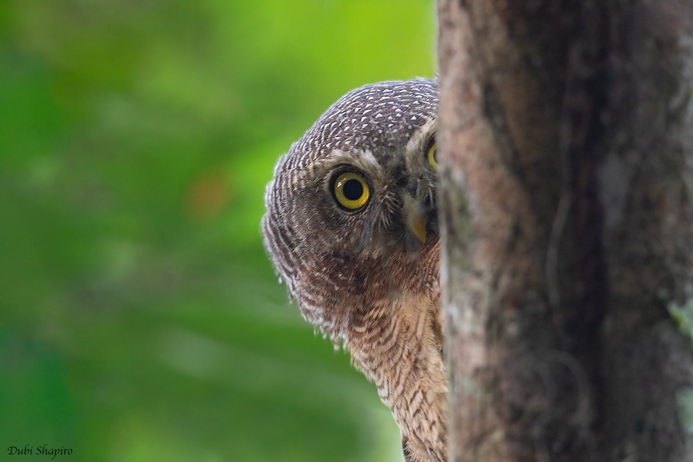 Sjöstedt's Owlet - ML205106991