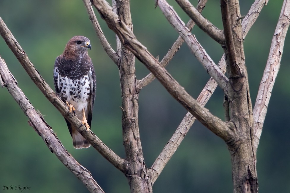 Red-necked Buzzard - ML205107011