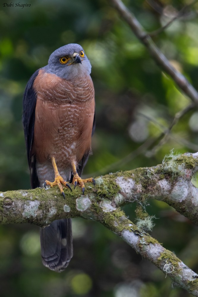 African Goshawk (Bioko) - ML205107021