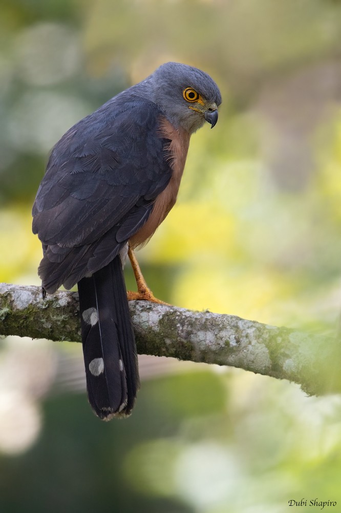 African Goshawk (Bioko) - ML205107031