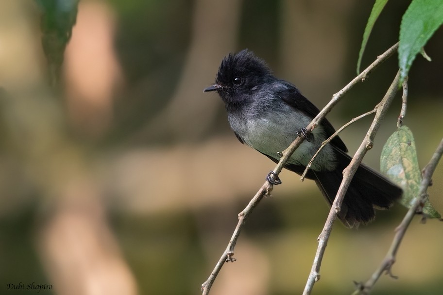 Ak Karınlı Tepeli Sinekkapan (albiventris) - ML205107071