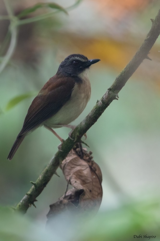 Brown-chested Alethe (Chestnut-backed) - ML205107161