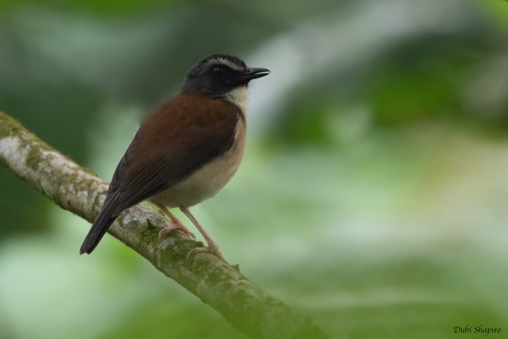 Brown-chested Alethe (Chestnut-backed) - ML205107171