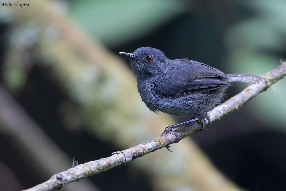 White-tailed Warbler (Bioko) - ML205107181