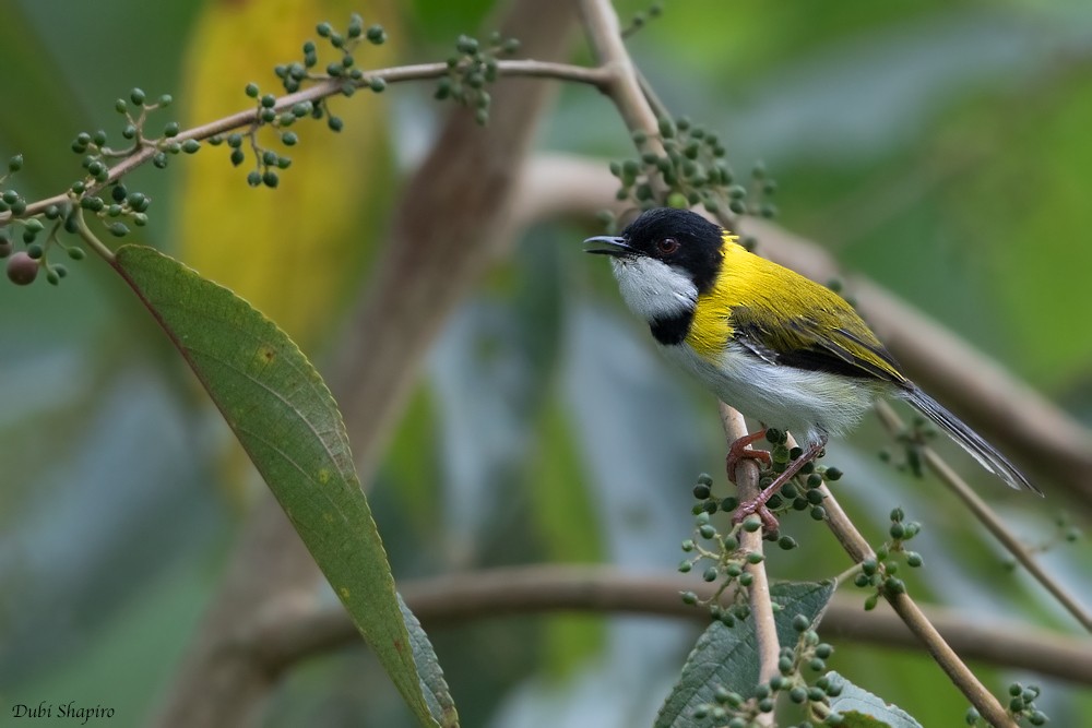 Black-capped Apalis (Black-capped) - Dubi Shapiro