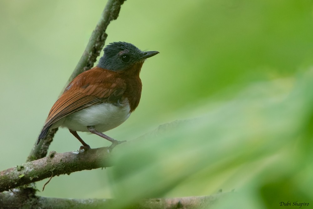 Chestnut Wattle-eye - ML205107291