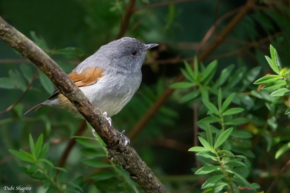 African Hill Babbler (Claude's) - Dubi Shapiro
