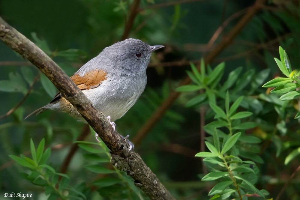 African Hill Babbler (Claude's) - ML205107311