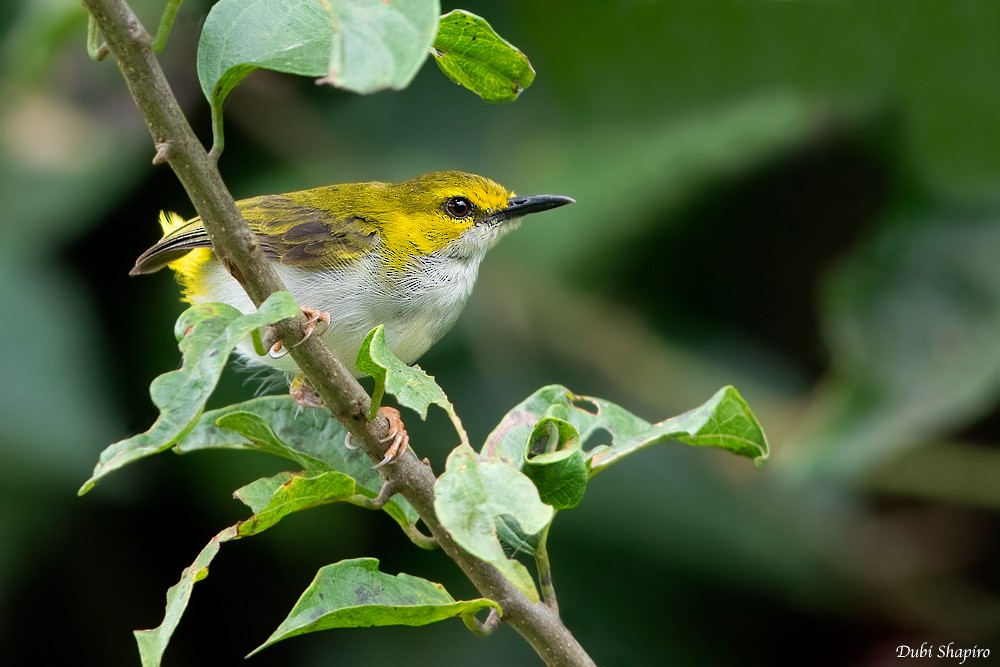 Yellow-browed Camaroptera - Dubi Shapiro