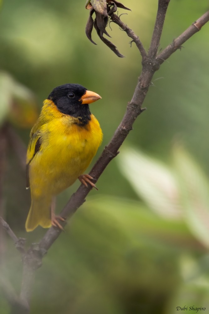 Oriole Finch - Dubi Shapiro