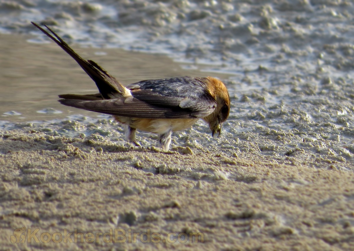 European Red-rumped Swallow - A Ghaffar
