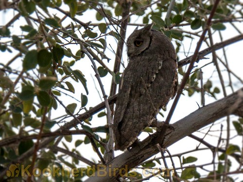 Pallid Scops-Owl - A Ghaffar