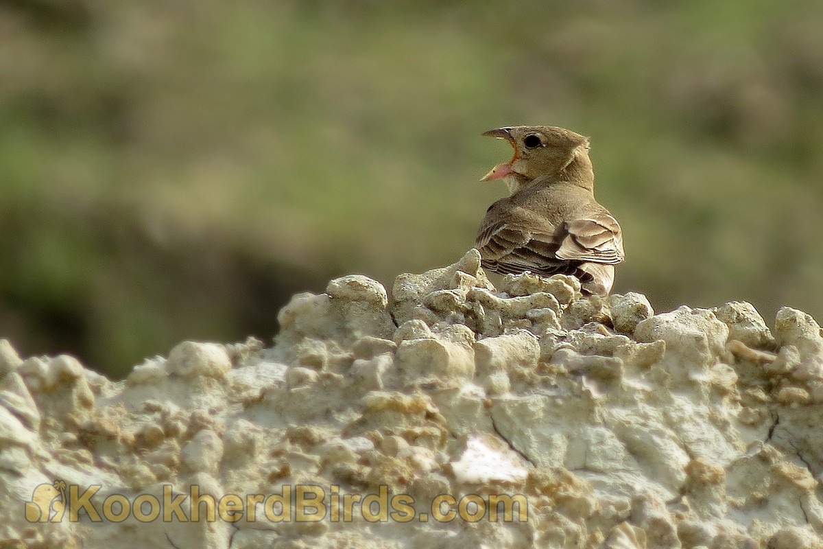 Pale Rockfinch - ML205107501