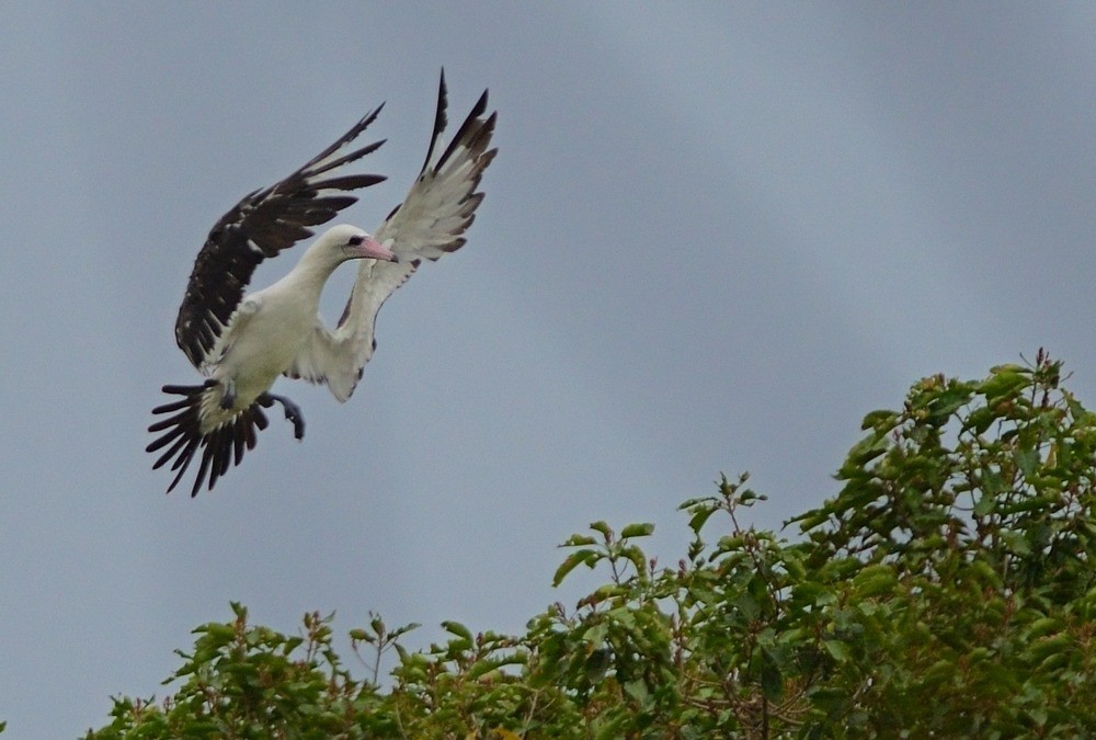 Abbott's Booby - ML205107821