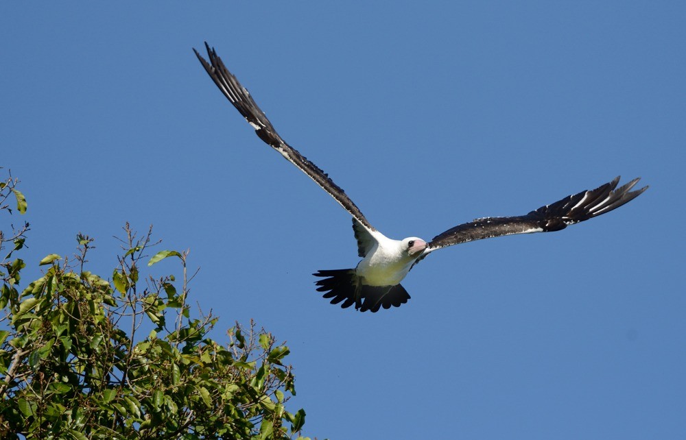 Abbott's Booby - ML205107831