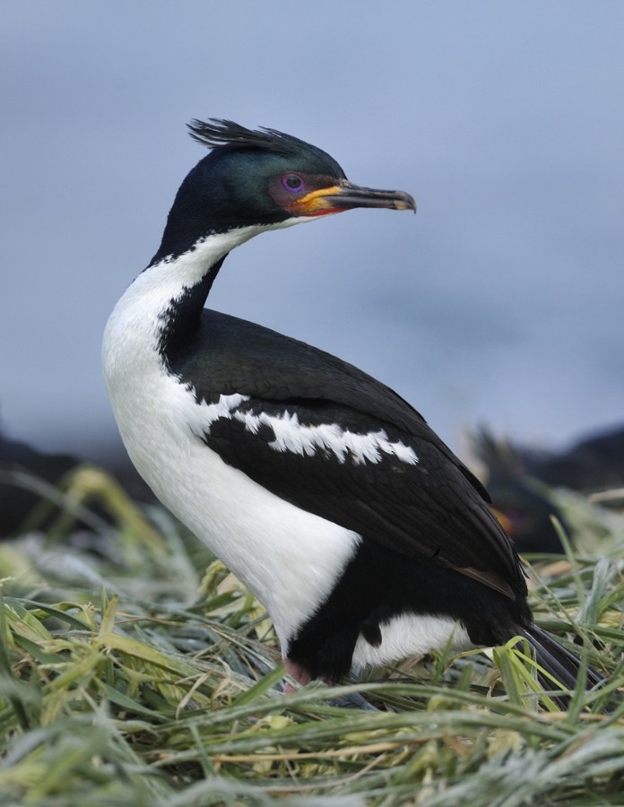 Auckland Islands Shag - Kirk  Zufelt