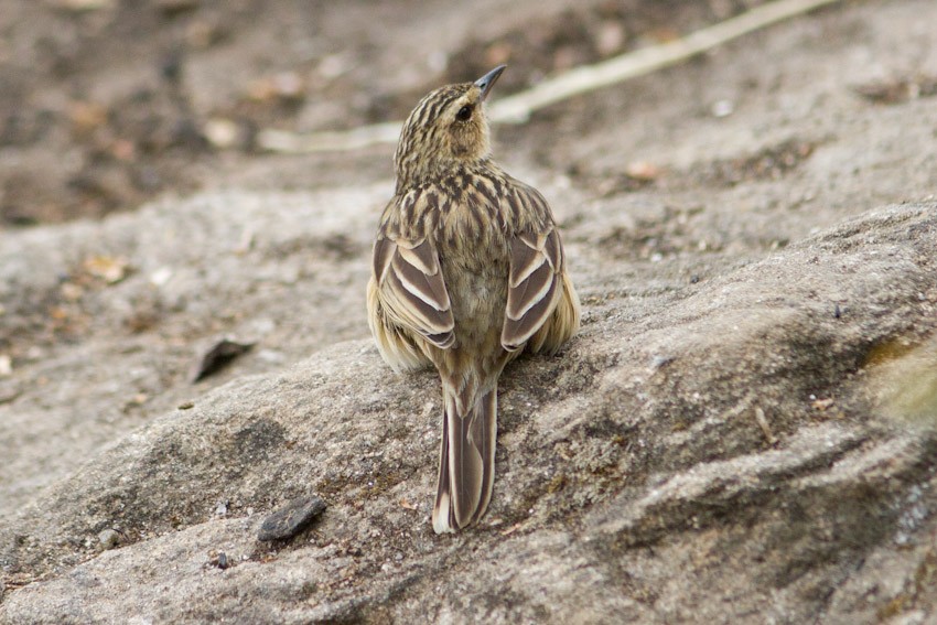 Bisbita de Los Nilgiri - ML205108111