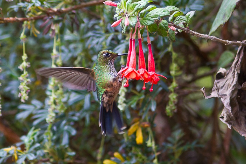 Fleckenbauchkolibri - ML205108181