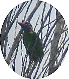 Red-crowned Barbet - ML205108371