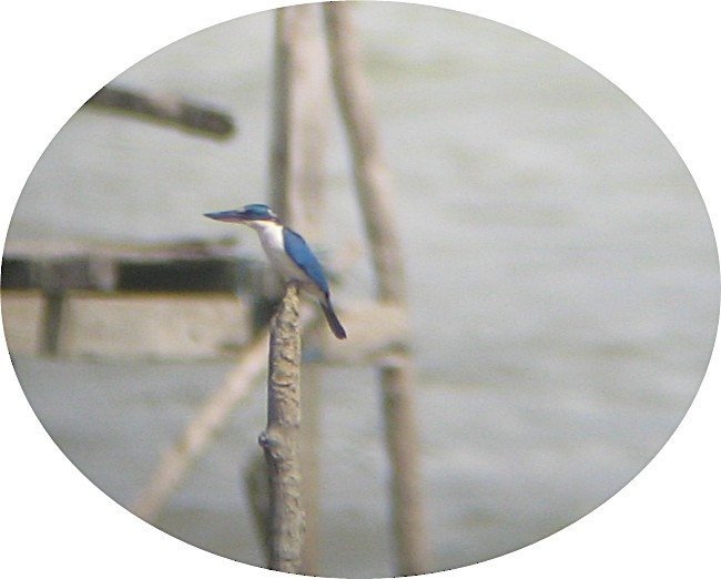 Collared Kingfisher - ML205108381