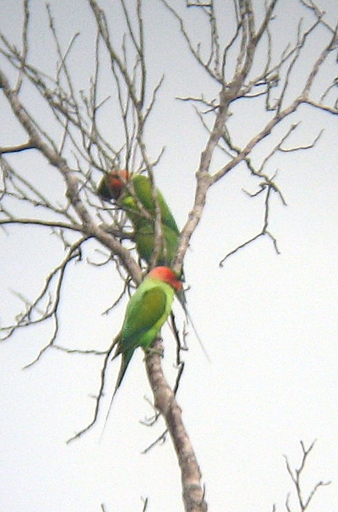 Long-tailed Parakeet - ML205108401